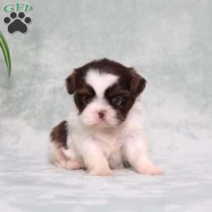 Beyoncé, Shih Tzu Puppy